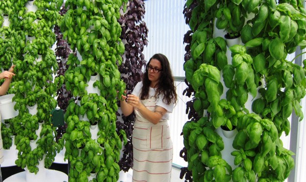 Vertical Gardens, organic and fabulous